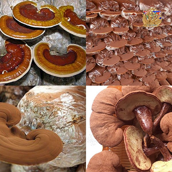 Linh Chi Đỏ - Hữu cơ (3x200 gram) - Hình ảnh 4